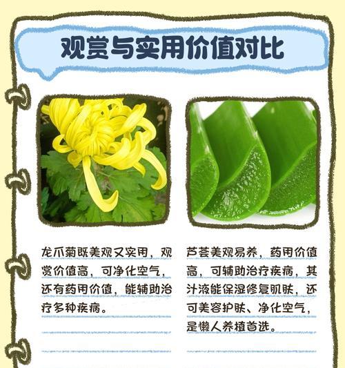 龙爪芦荟的花语是什么？它有哪些特别含义？