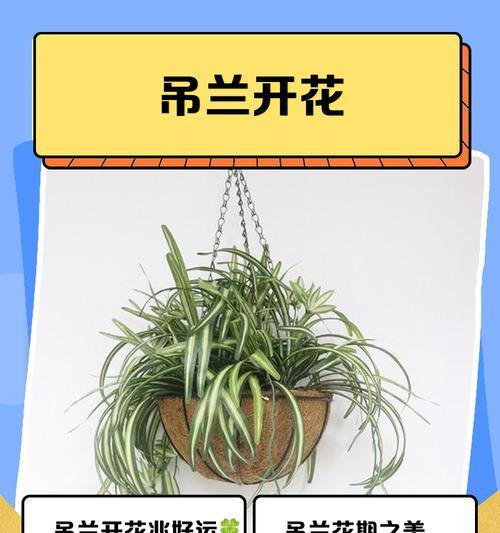 吊兰的花语是什么？它象征着什么？