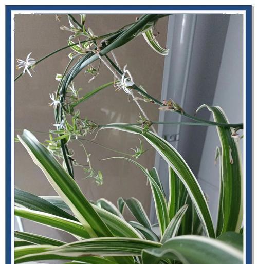 吊兰的花语是什么？它象征着什么？