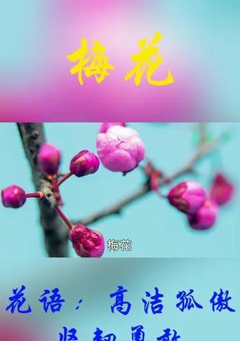 梅花花瓣的花语是什么？它有哪些含义？