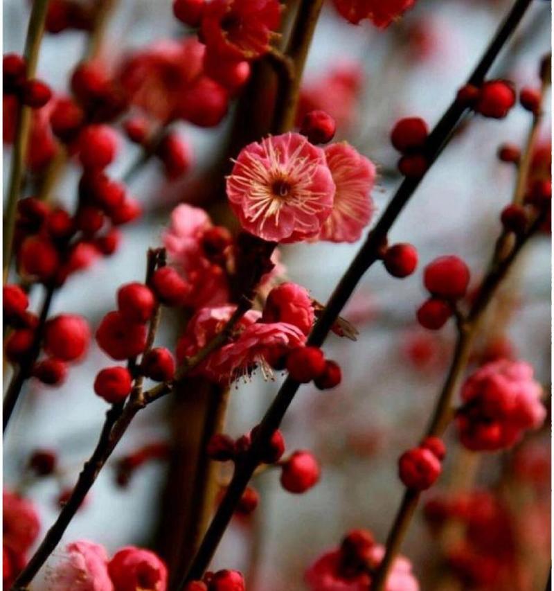 梅花花瓣的花语是什么？它有哪些含义？