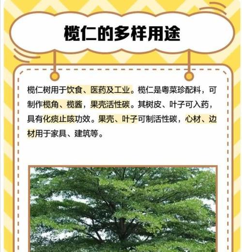 橄榄条的花语是什么意思？它代表了什么？