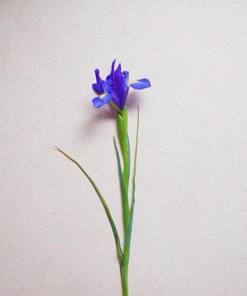 橄榄条的花语是什么意思？它代表了什么？