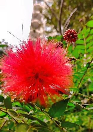 葱绒花的花语是什么？它有哪些特别含义？