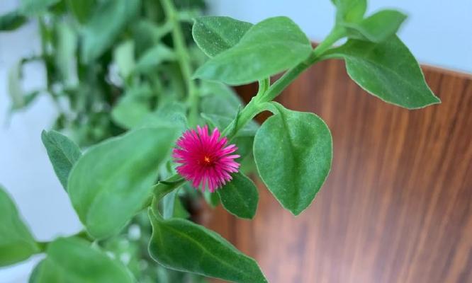 葱绒花的花语是什么？它有哪些特别含义？