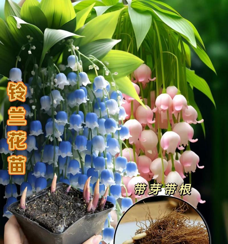 好运花的花语是什么意思？它象征着什么？
