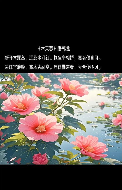 草芙蓉的花语有哪些含义？它代表了什么？