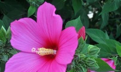 草芙蓉的花语有哪些含义？它代表了什么？