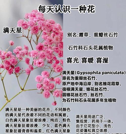星菊花的花语代表什么？送星菊花有何寓意？
