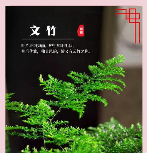 文竹的花语从何而来？文竹花语有何特别之处？