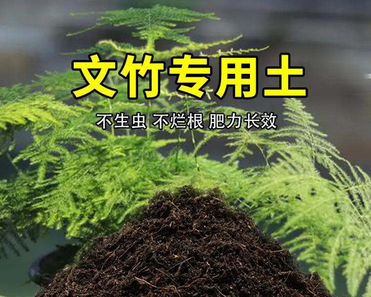 文竹的花语从何而来？文竹花语有何特别之处？