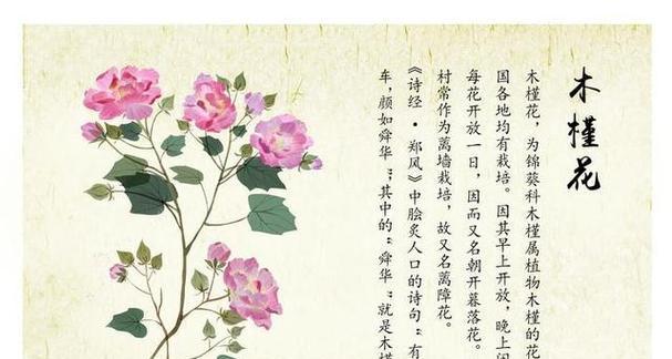 青菜花也有花语吗？青菜花的花语代表什么？