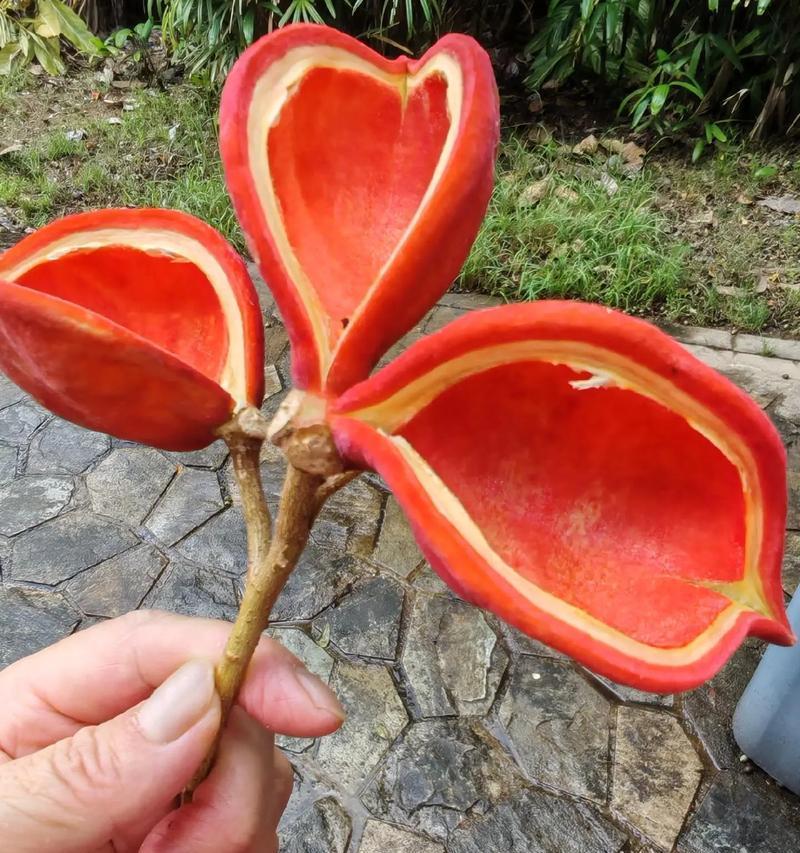 神秘果的花语是什么？神秘果花语有何神秘之处？