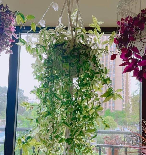 赞美吊兰的花语是什么？如何用吊兰表达赞美？