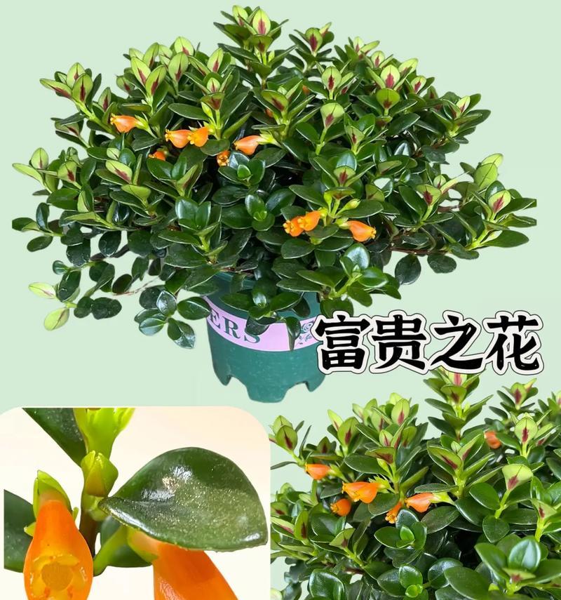 赞美吊兰的花语是什么？如何用吊兰表达赞美？