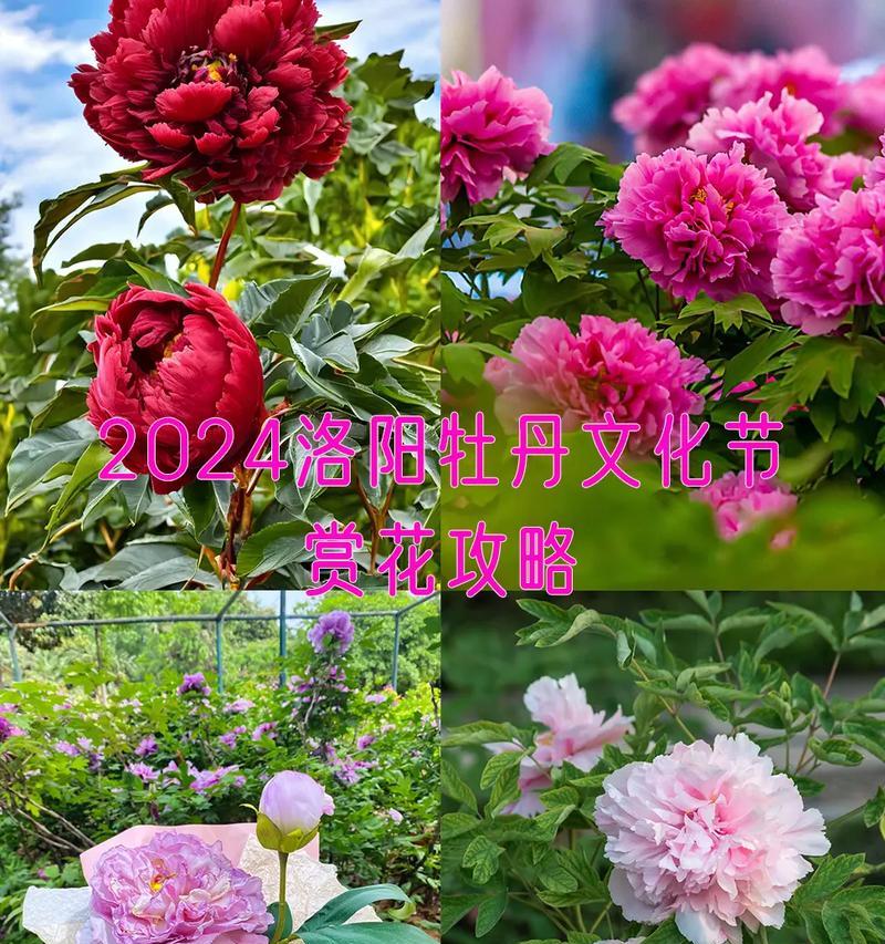 哪种花代表专一？专一的花语有哪些？