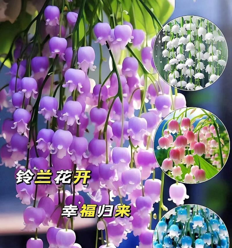哪种花代表专一？专一的花语有哪些？