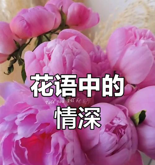 哪种花代表专一？专一的花语有哪些？