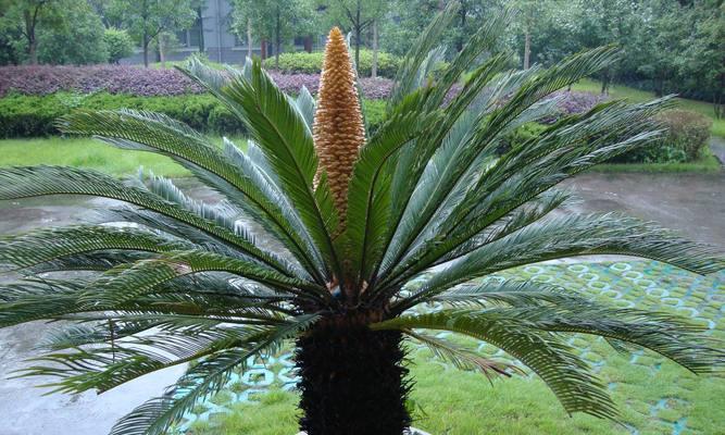红铁树的花语有何深意？红铁树象征着什么？