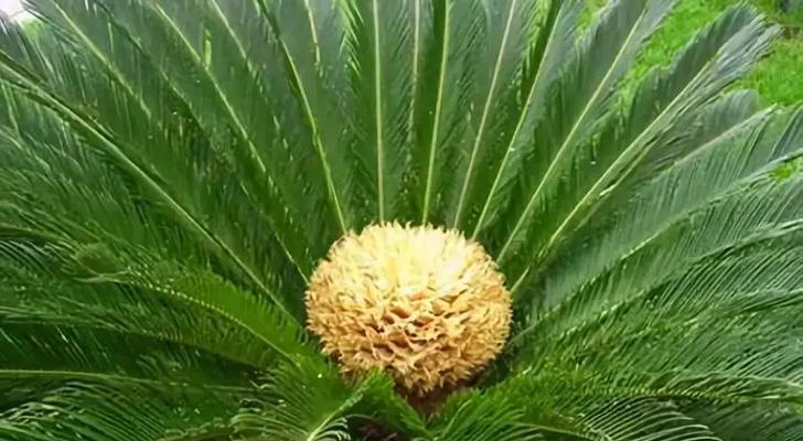 红铁树的花语有何深意？红铁树象征着什么？