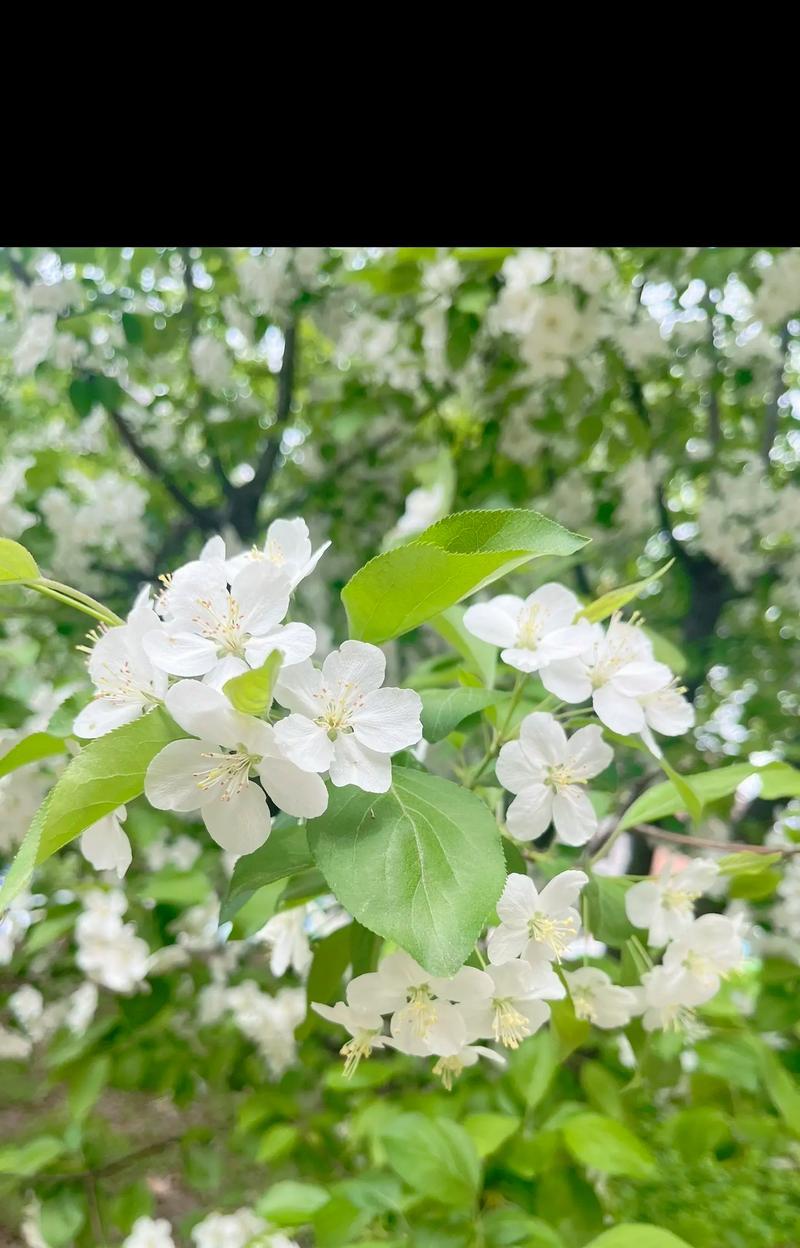白色花的花语是什么？白色花代表了哪些意义？