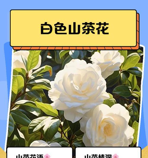 白色花的花语是什么？白色花代表了哪些意义？