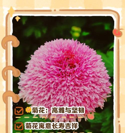 非菊花的花语有哪些？如何选择非菊花表达情感？