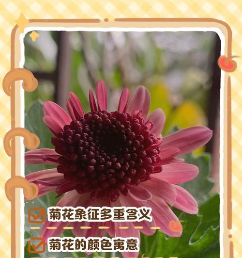 非菊花的花语有哪些？如何选择非菊花表达情感？