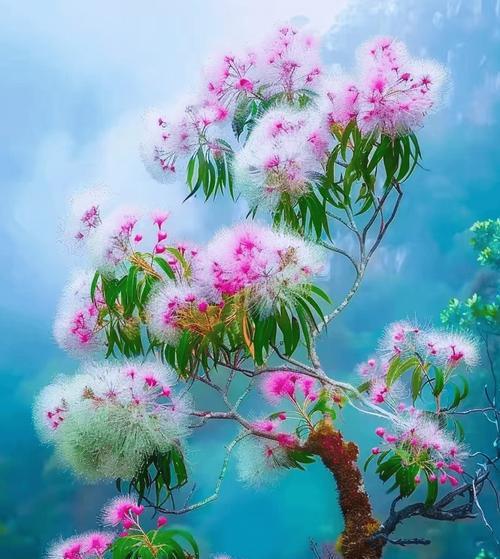 桉树花的花语是什么？桉树花有何特别含义？
