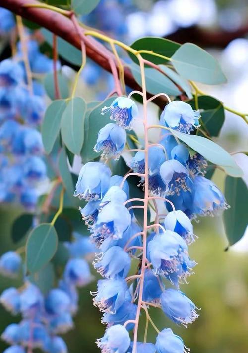 桉树花的花语是什么？桉树花有何特别含义？