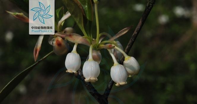 白吊钟花的花语代表什么？白吊钟花有何寓意？