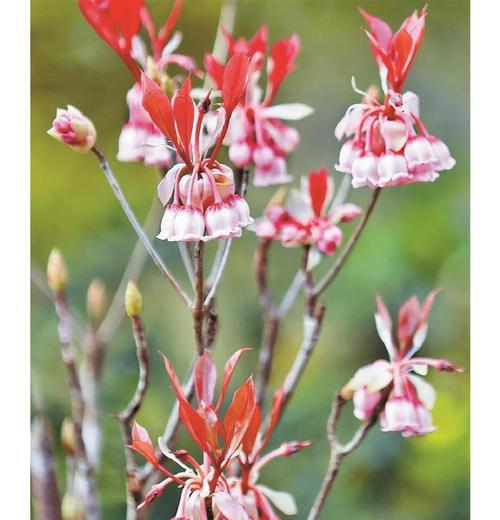 白吊钟花的花语代表什么？白吊钟花有何寓意？