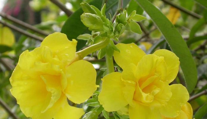 白吊钟花的花语代表什么？白吊钟花有何寓意？