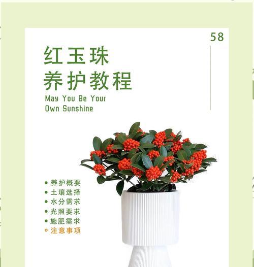 红玉珠的花语有何深意？红玉珠象征着什么？