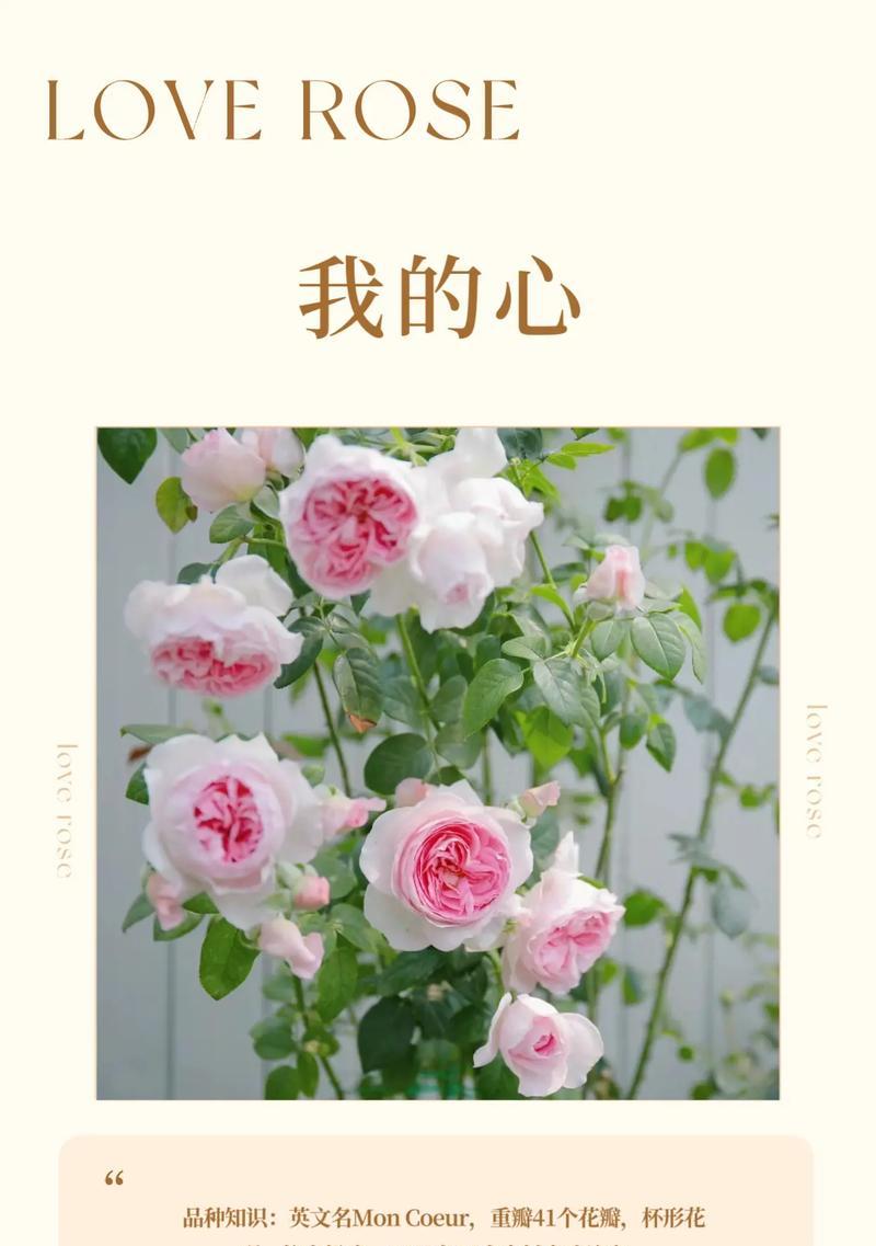 月季花的花语传说是什么？月季花语有何故事？