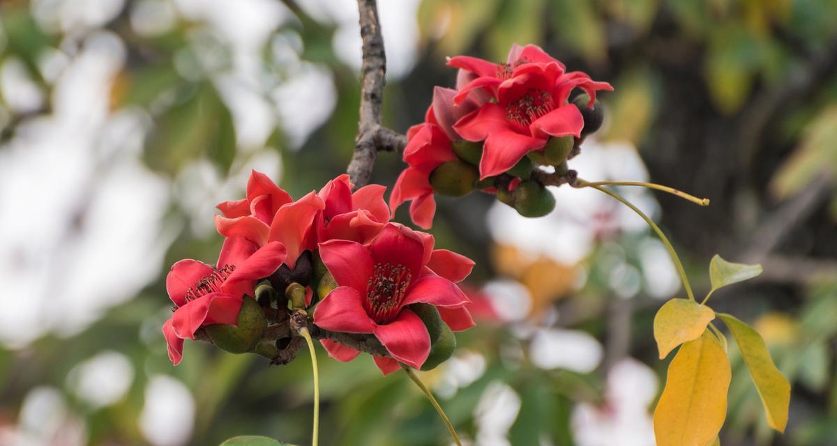木棉的花语是什么？木棉花代表了哪些意义？