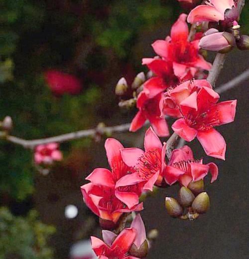 木棉的花语是什么？木棉花代表了哪些意义？
