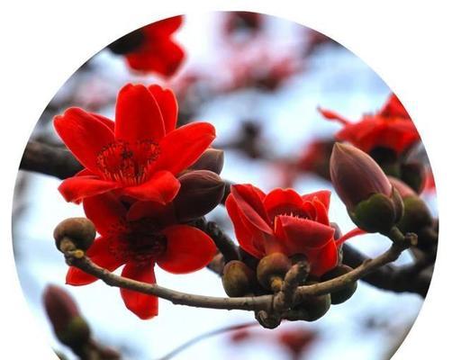 木棉的花语是什么？木棉花代表了哪些意义？