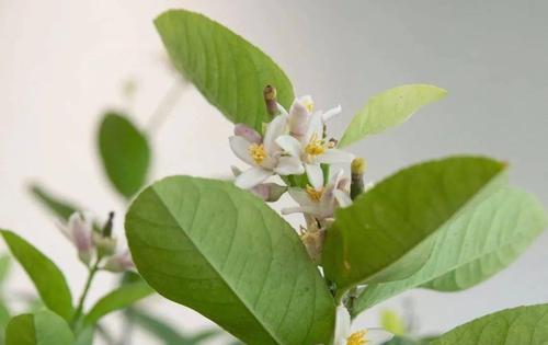 椰子鞋也有花语吗？椰子鞋的花语有何特别之处？