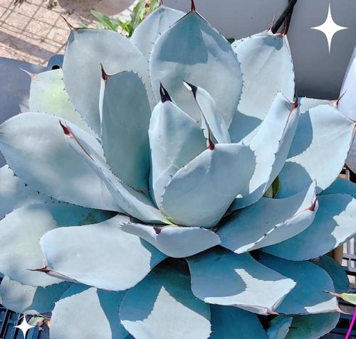 龙蛇兰的花语是什么？龙蛇兰象征着什么？