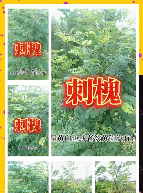 国槐花语是什么？国槐花有哪些寓意？