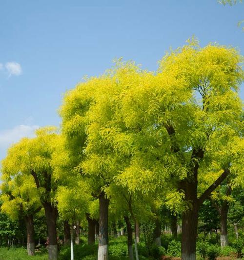 国槐花语是什么？国槐花有哪些寓意？