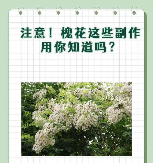 国槐花语是什么？国槐花有哪些寓意？