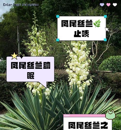 凤尾耆的花语是什么？凤尾耆花象征着什么？