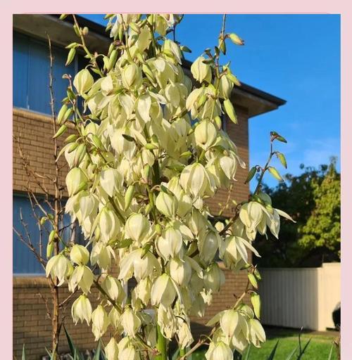 凤尾耆的花语是什么？凤尾耆花象征着什么？