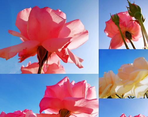 月季花语是什么？月季代表了哪些意义？