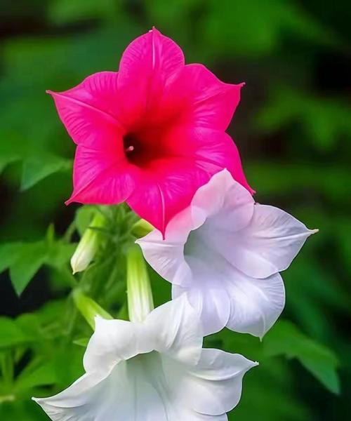 哪种花代表心？代表心的花语是什么？