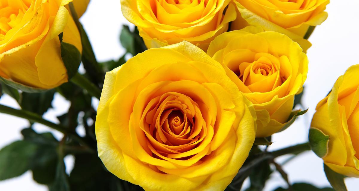 哪种花代表心？代表心的花语是什么？