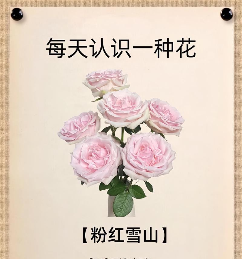 如何认识花的花语？花语有哪些含义？