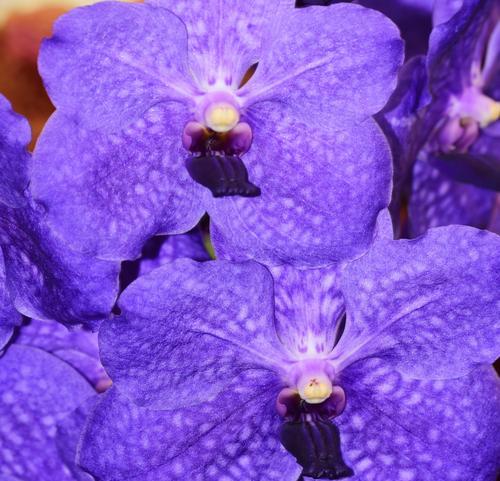 紫色花语代表了什么？紫色花有哪些含义？